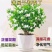 【带花苞】茉莉花盆栽浓香型重瓣好养室内阳台植物驱蚊净化空