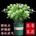 【带花苞】茉莉花盆栽浓香型重瓣好养室内阳台植物驱蚊净化空