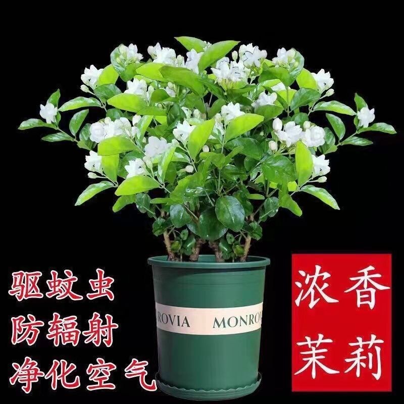 【带花苞】茉莉花盆栽浓香型重瓣好养室内阳台植物驱蚊净化空