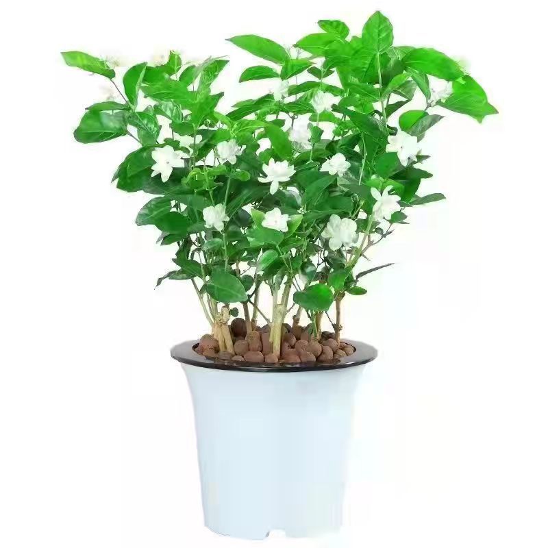 【带花苞】茉莉花盆栽浓香型重瓣好养室内阳台植物驱蚊净化空