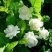 【带花苞】茉莉花盆栽浓香型重瓣好养室内阳台植物驱蚊净化空