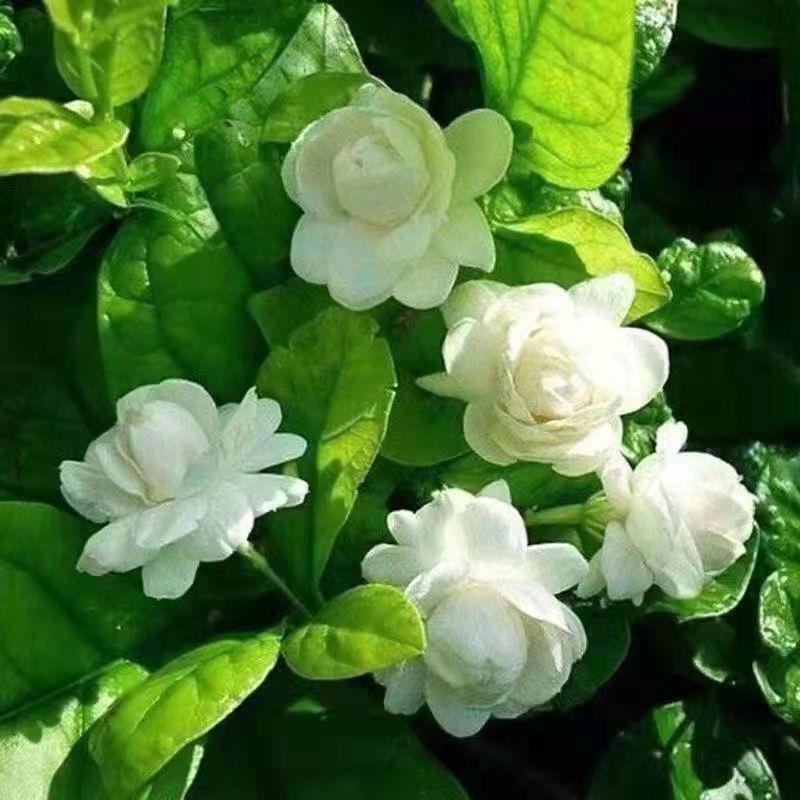 【带花苞】茉莉花盆栽浓香型重瓣好养室内阳台植物驱蚊净化空