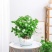 【带花苞】茉莉花盆栽浓香型重瓣好养室内阳台植物驱蚊净化空