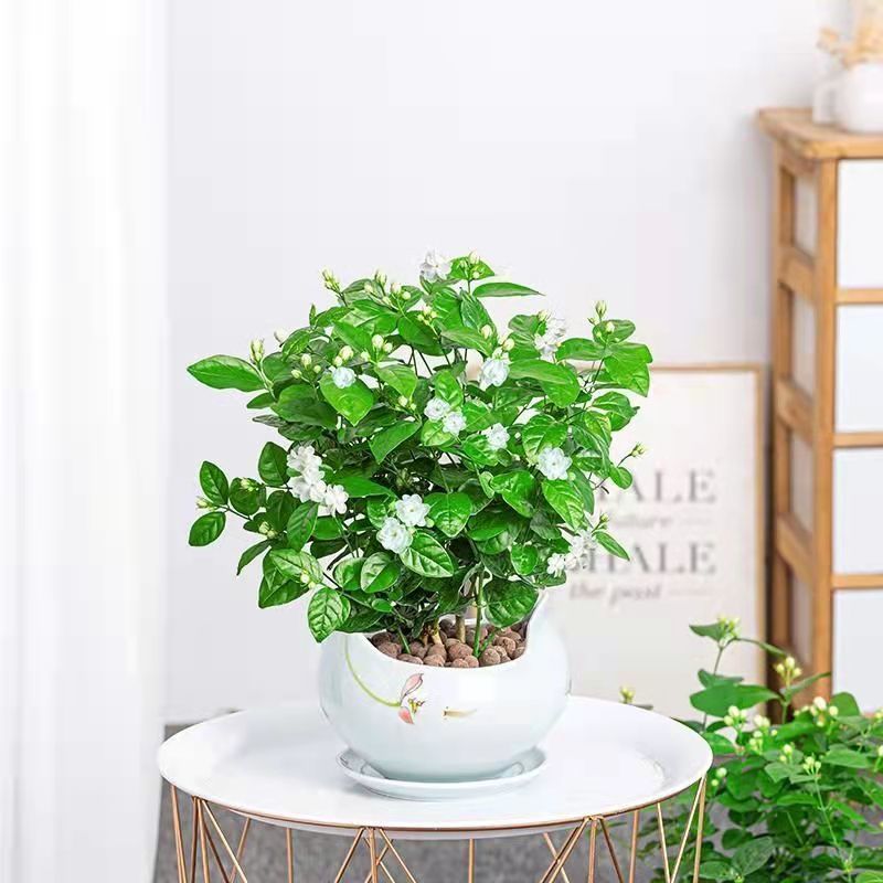 【带花苞】茉莉花盆栽浓香型重瓣好养室内阳台植物驱蚊净化空