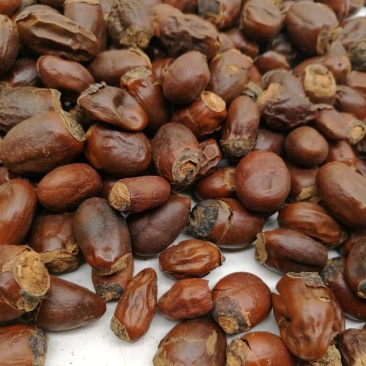荔枝核统装500g产地山东振兴药材购销站量大从优
