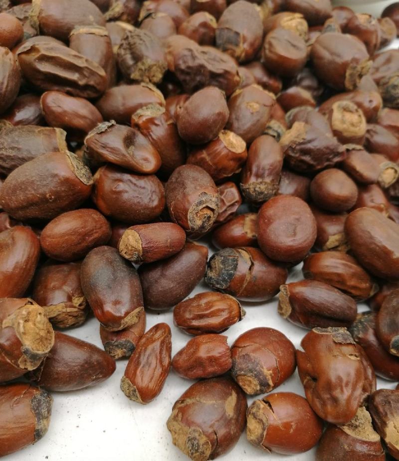 荔枝核统装500g产地山东振兴药材购销站量大从优