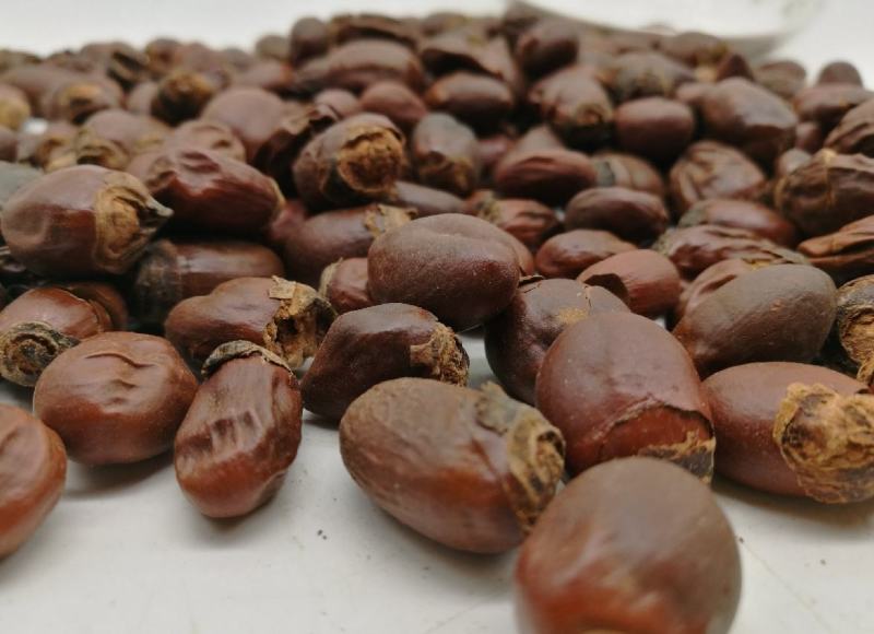 荔枝核统装500g产地山东振兴药材购销站量大从优