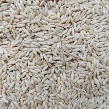 广东澳洲燕麦米，量大，欢迎来电。