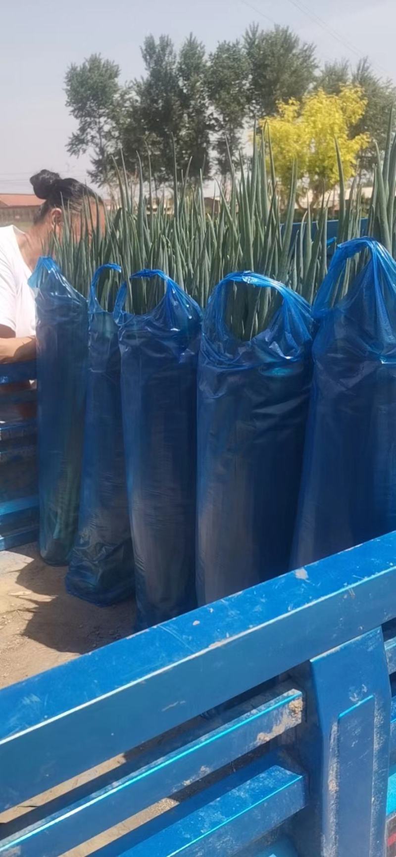 东北产地直发精品小葱，大棚香葱，陆地香葱，质量好价格实惠