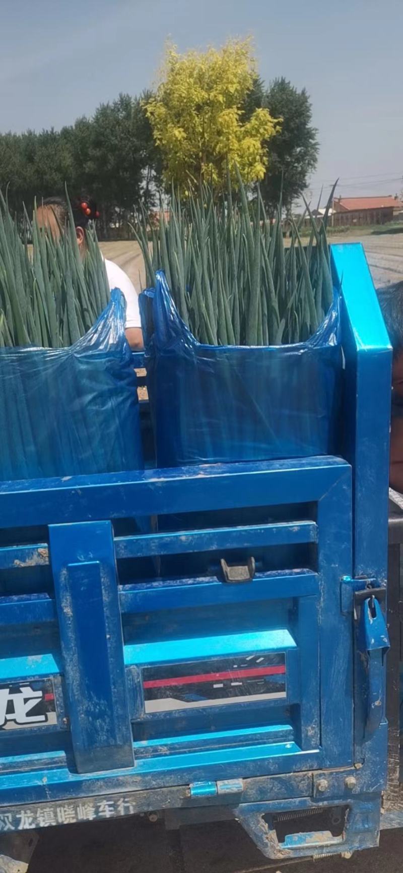 东北产地直发精品小葱，大棚香葱，陆地香葱，质量好价格实惠