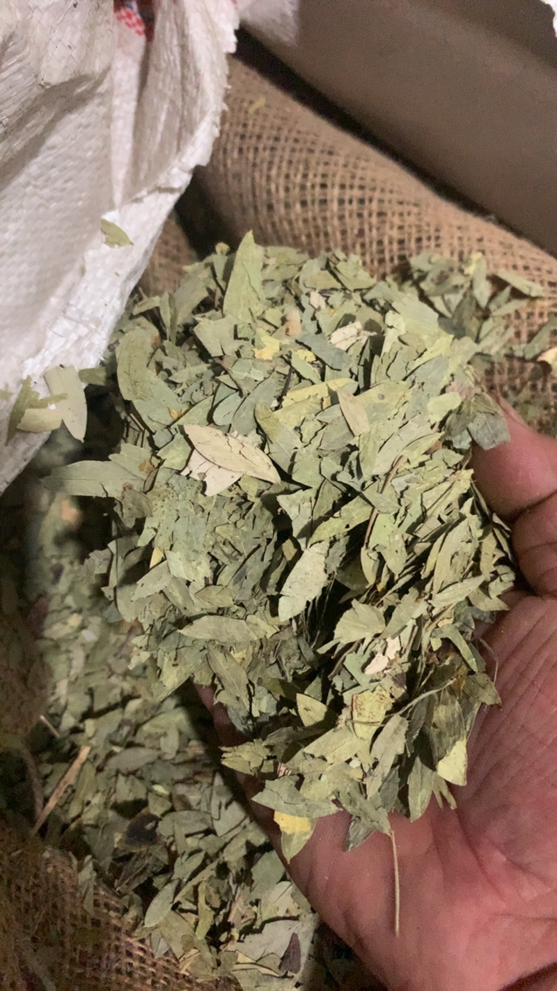 番泻叶大叶片好泻叶颜色好可以茶用地道药材产地直销低价一件代发