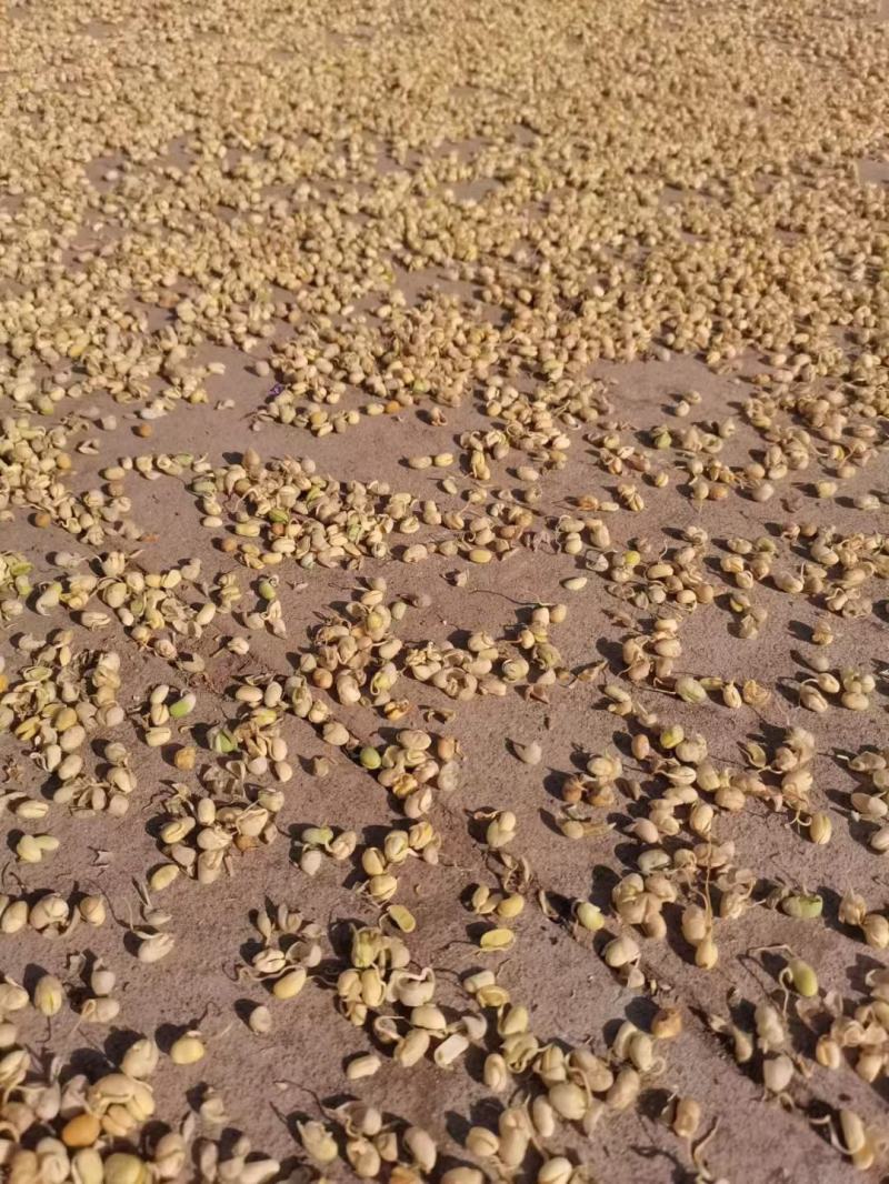 大豆黄卷大豆卷干净无杂实物拍摄中药材大全