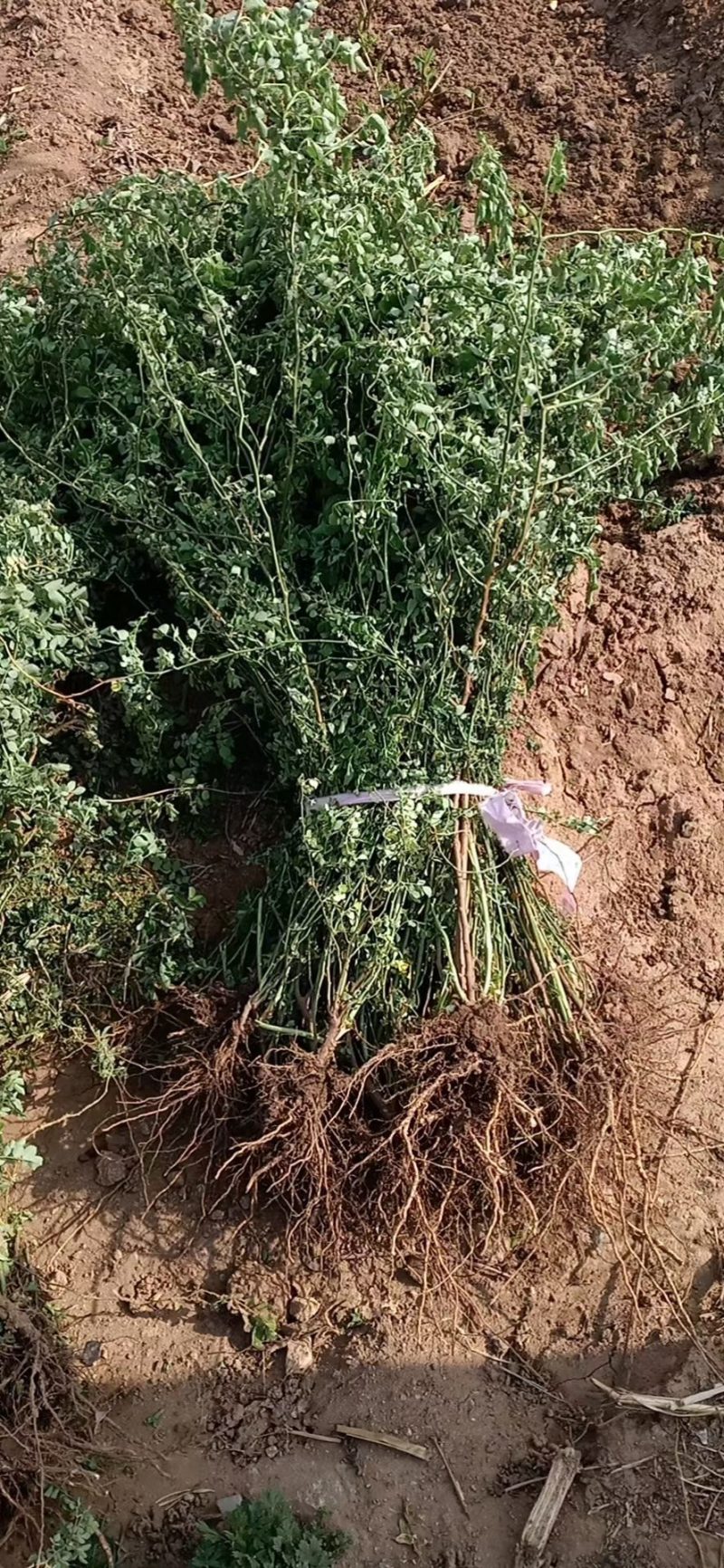 蔷薇花价格，泰安蔷薇花基地，蔷薇花苗批发视频看货