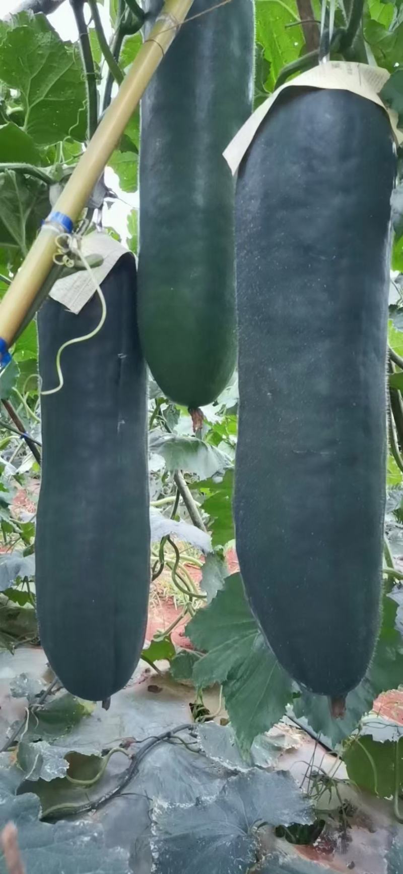 上林，的吊瓜出来，看上的老板下单