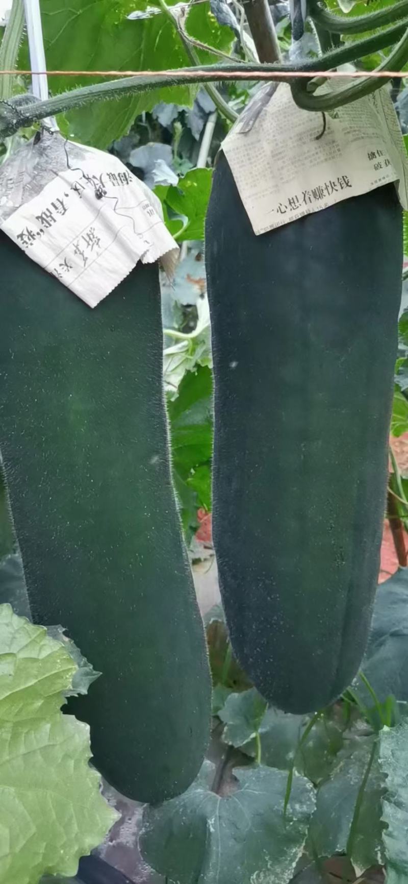 上林，的吊瓜出来，看上的老板下单