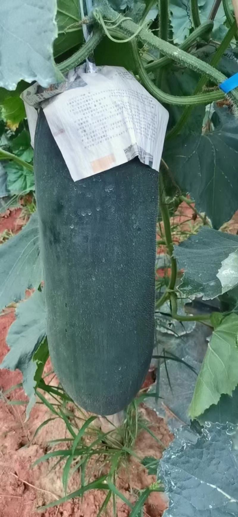 上林，的吊瓜出来，看上的老板下单