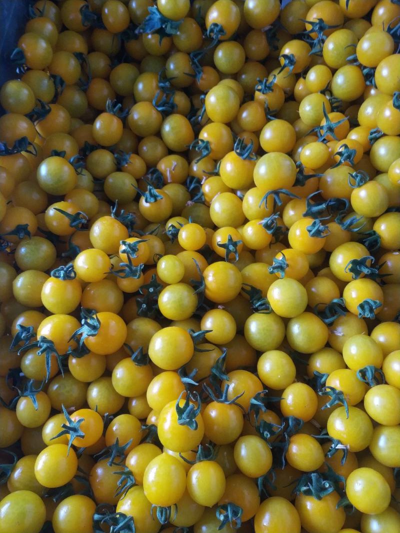 金甜20黄番茄，金甜玲珑番茄