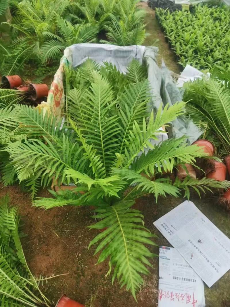 （热销）富贵蕨盆栽蕨类植物基地直销量大有货