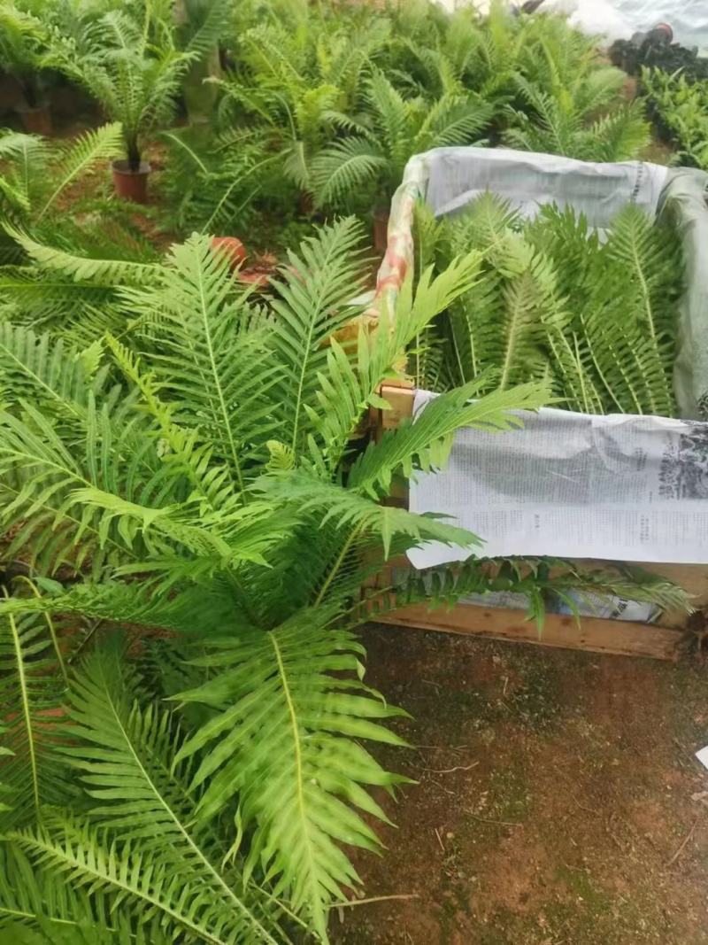 （热销）富贵蕨盆栽蕨类植物基地直销量大有货