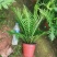 (热销)富贵蕨盆栽蕨类植物基地直销量大有货