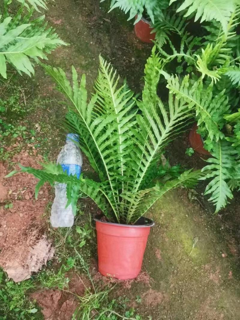 （热销）富贵蕨盆栽蕨类植物基地直销量大有货