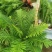 (热销)富贵蕨盆栽蕨类植物基地直销量大有货