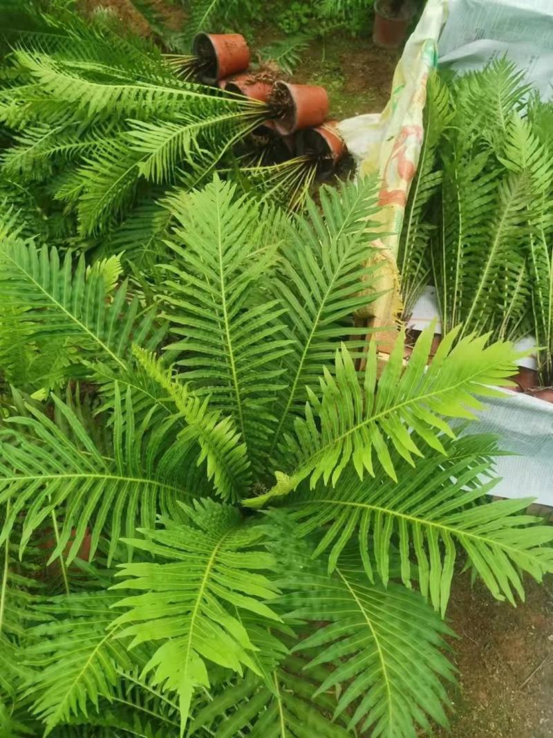 （热销）富贵蕨盆栽蕨类植物基地直销量大有货