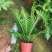 (热销)富贵蕨盆栽蕨类植物基地直销量大有货