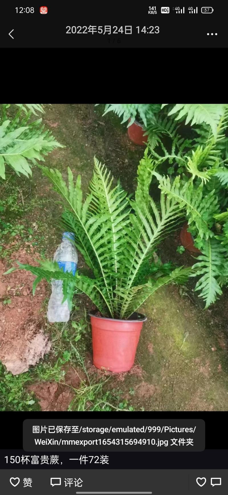 （热销）富贵蕨盆栽蕨类植物基地直销量大有货