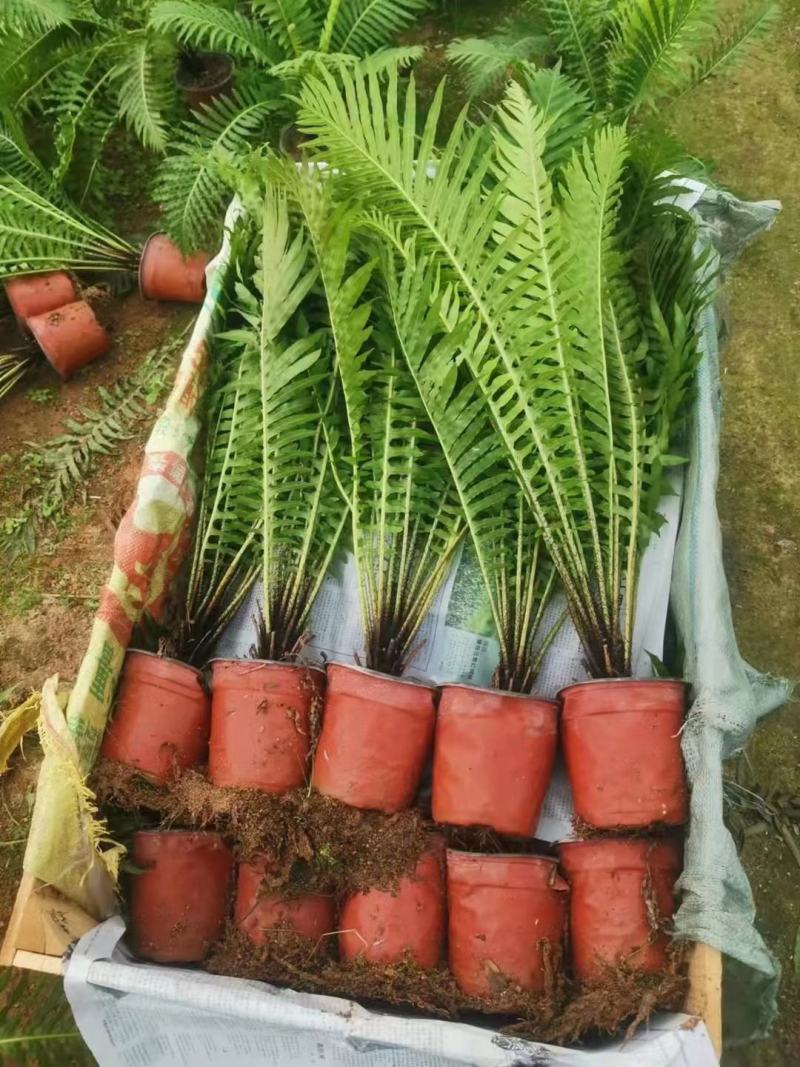 （热销）富贵蕨盆栽蕨类植物基地直销量大有货