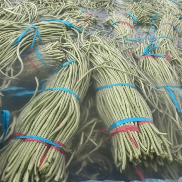 山东精品长豆角产地一手货源产地直发一分的信任还你十分利润