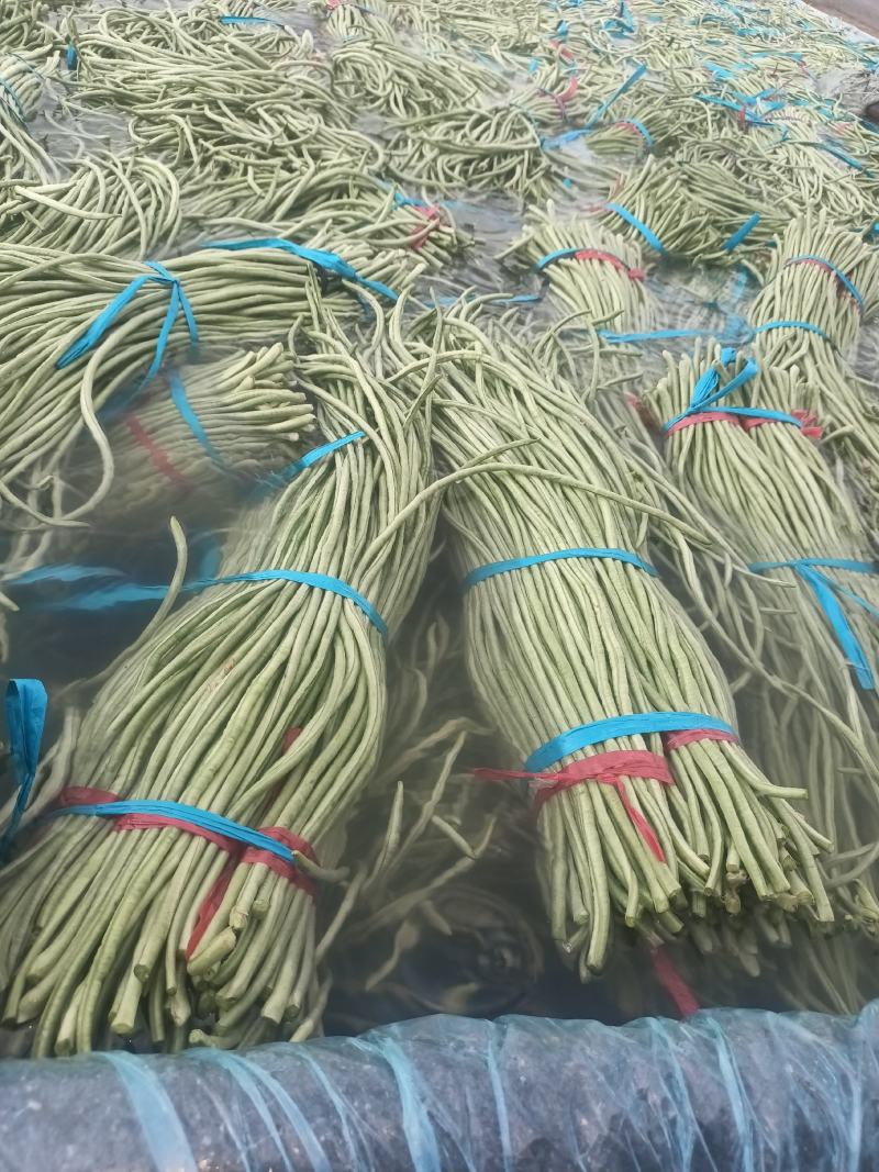 山东精品长豆角产地一手货源产地直发一分的信任还你十分利润