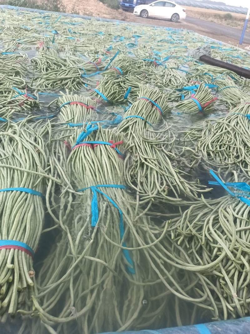 山东精品长豆角产地一手货源产地直发一分的信任还你十分利润