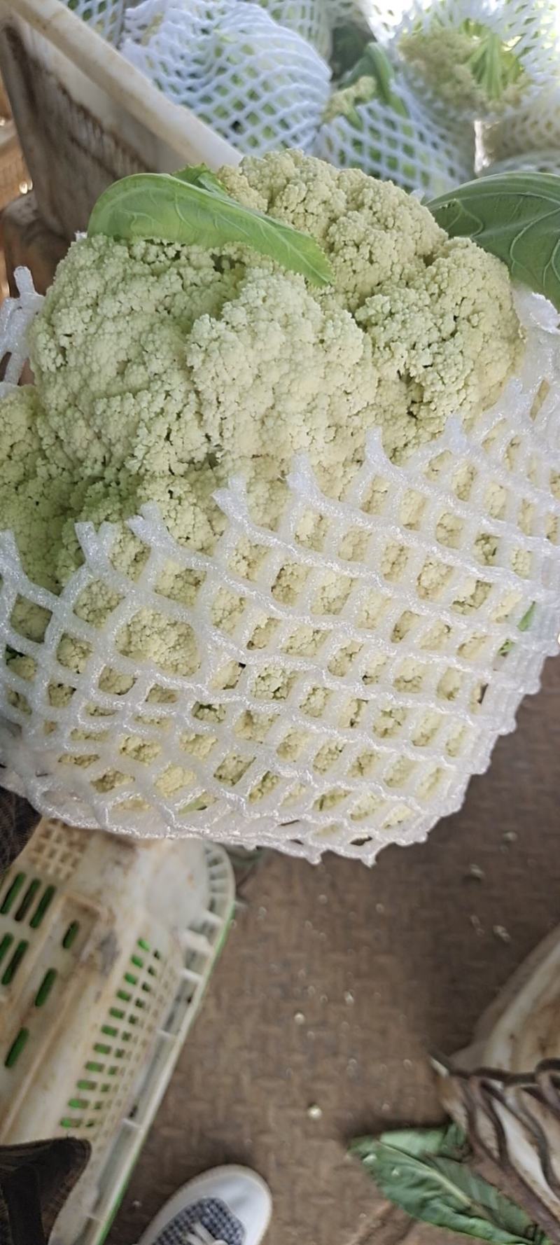 可亲自下地验货