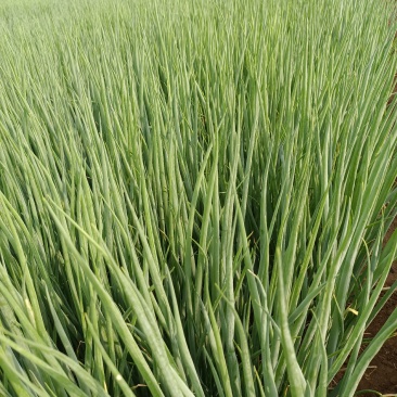 6月4号，葱苗基地继续发货，土豆茬麦茬葱苗大量上市了
