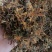 高山野生金银花，不打农药，不施肥