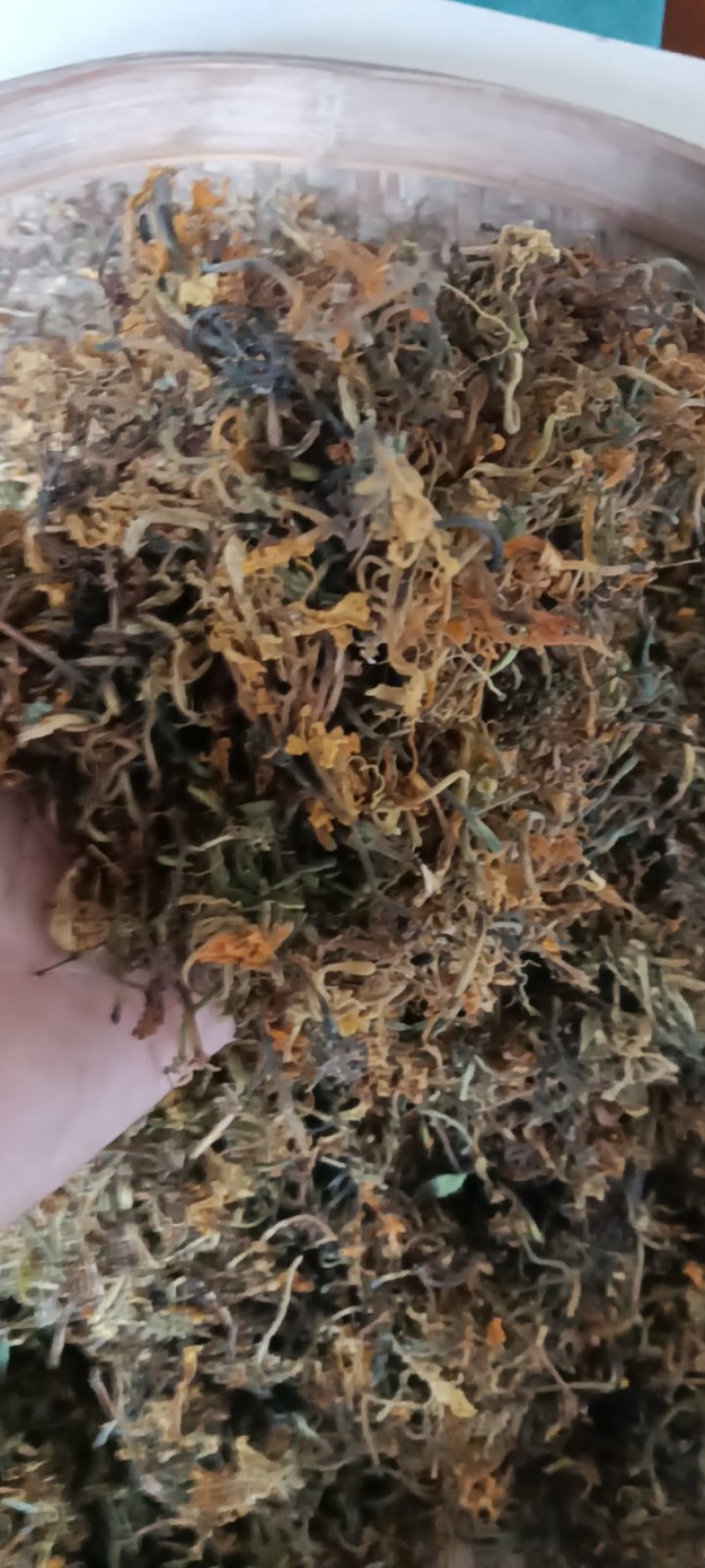 高山野生金银花，不打农药，不施肥