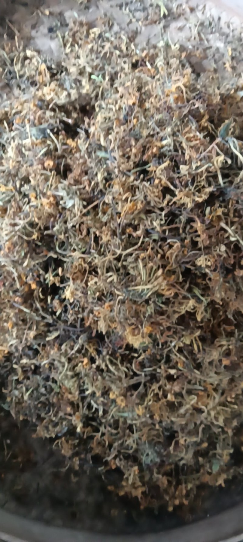 高山野生金银花，不打农药，不施肥