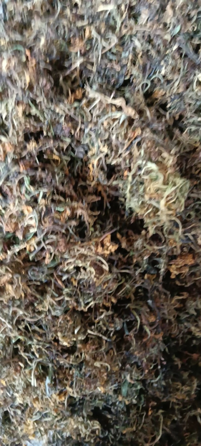 高山野生金银花，不打农药，不施肥