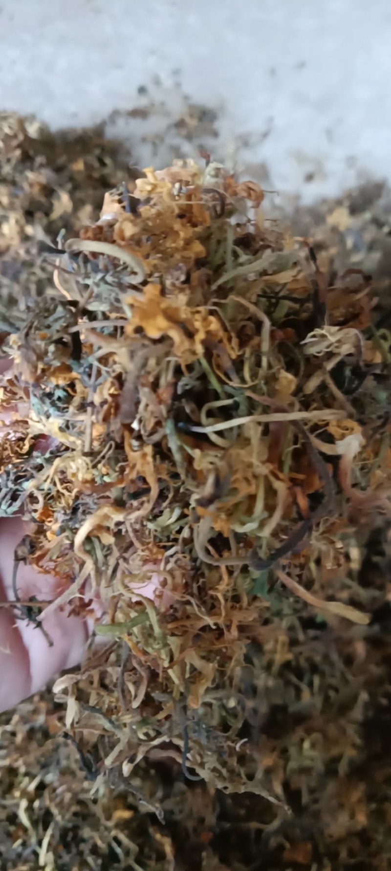 高山野生金银花，不打农药，不施肥