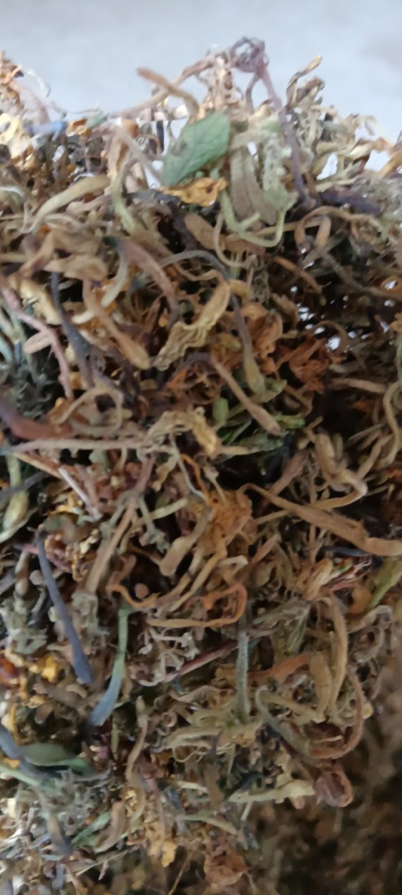 高山野生金银花，不打农药，不施肥