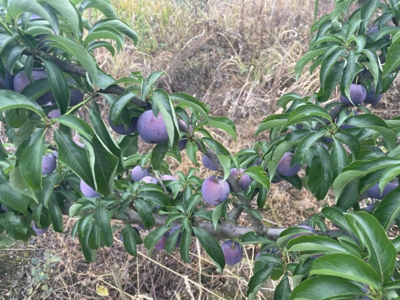 【眉山文宫青脆李五月脆产地直销】大量上市