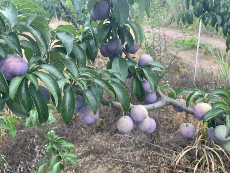 【眉山文宫青脆李五月脆产地直销】大量上市