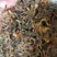 高山野生金银花，不打农药，不施肥