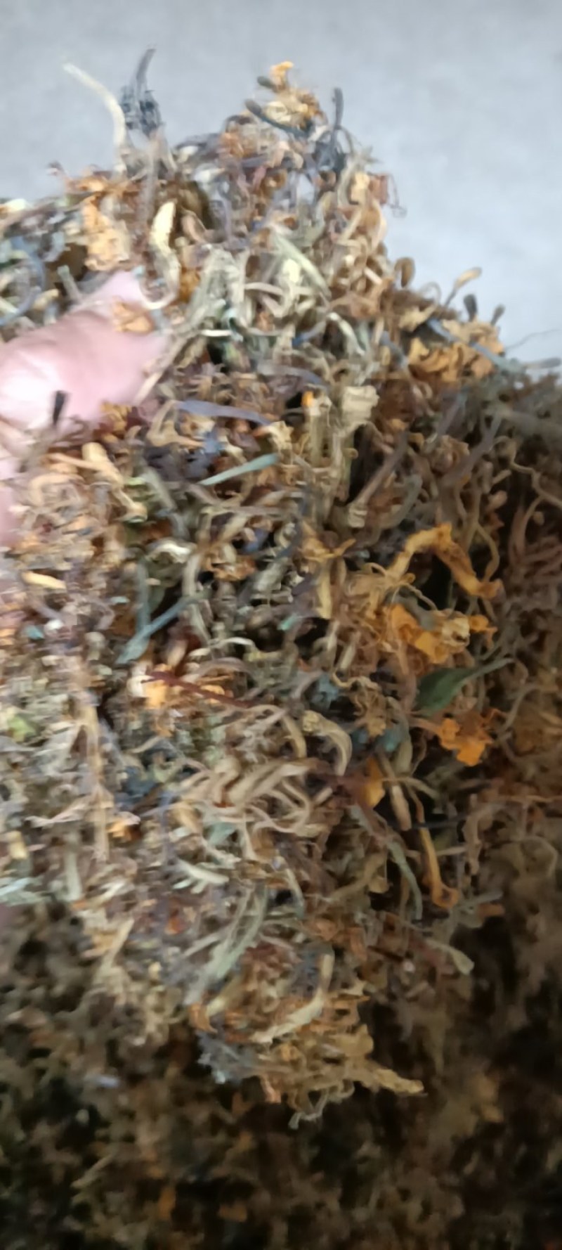 高山野生金银花，不打农药，不施肥