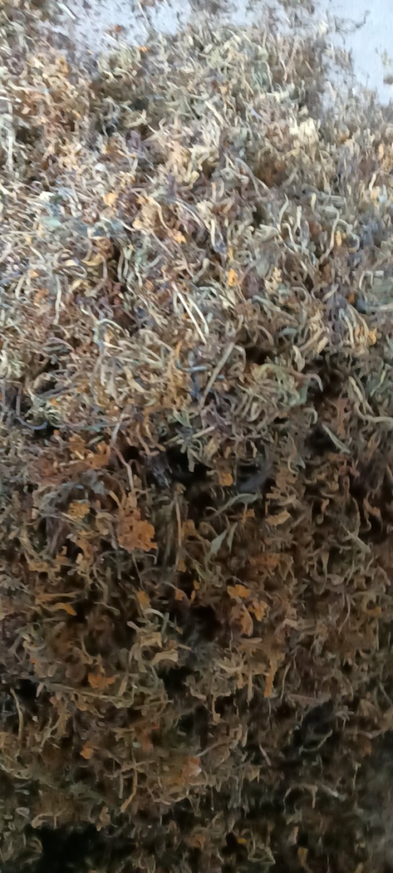 高山野生金银花，不打农药，不施肥