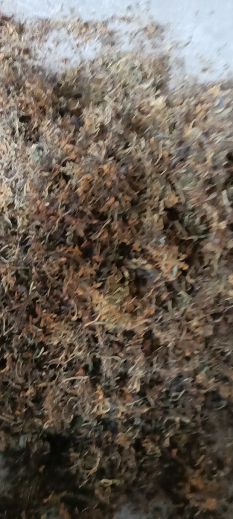 高山野生金银花，不打农药，不施肥