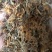 高山野生金银花，不打农药，不施肥
