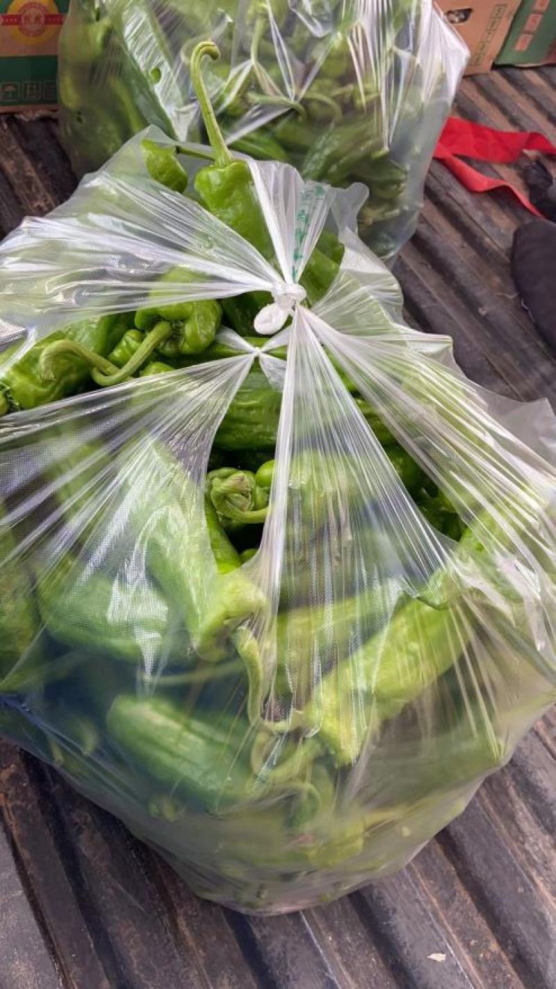 鲜辣椒，精品薄皮椒。一手货源，产地直销。视频看货，品质保