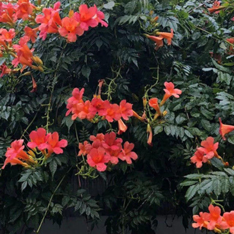 凌霄花苗爬藤植物攀爬树桩美国凌霄庭院阳台四季开花卉浓香